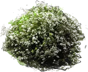 Plant - Yellow Firethorn
