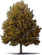 Plant - Corsica Pear Tree