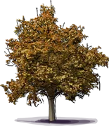 Plant - Shinseiki Pear Tree