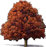 Plant - Bicolor Oak