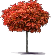 Plant - Pin Oak \u0027Green Dwarf\u0027