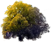 Plant - Golden Oak