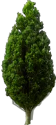 Plant - English oak