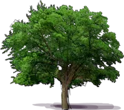 Plant - Cork Oak
