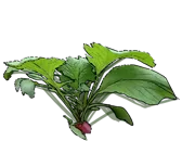 Plant - Radish \u0027French Breakfast\u0027