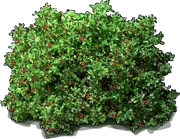 Plant - Coffeeberry