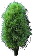 Plant - Fine line buckthorn