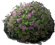 Plant - Rhaphiolepis Indian Hawthorn
