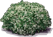 Plant - Clara Indian Hawthorn