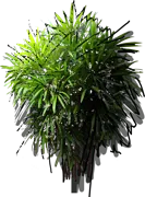 Plant - Lady Palm