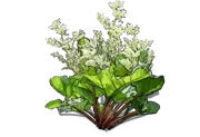 Plant - Rhubarb