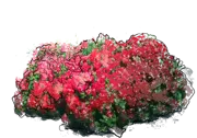 Plant - Rhododendron \u0027Rubinstern\u0027