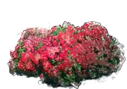 Plant - Rhododendron \u0027Torero\u0027
