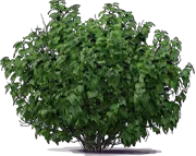 Plant - Black Currant \u0027Ben Lomond\u0027
