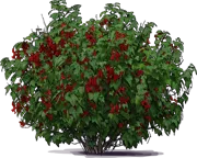 Plant - Red Currant \u0027Rovada\u0027
