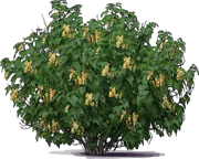 Plant - White Currant \u0027Zitavia\u0027
