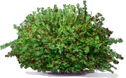 Plant - Gooseberry \u0027Hinnonmaki Red\u0027