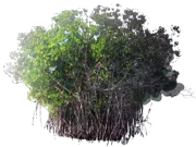 Plant - Red Mangrove