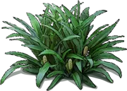 Plant - Japanese Sacred Lily