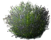 Plant - Rosmarinus officinalis
