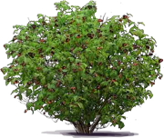 Plant - Black Raspberry \u0027Bristol\u0027