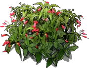 Plant - Wild petunia