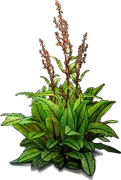 Plant - Red\u002Dveined dock