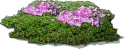 Plant - Carpet of Stars