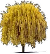 Plant - White Willow \u0027Tristis\u0027