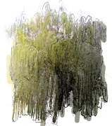 Plant - Ringleaf Willow