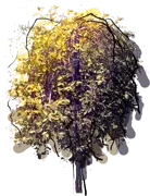 Plant - Weepeing Willow \u0027Curly Locks\u0027