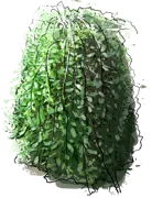 Plant - Weeping Pussy Willow