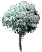 Plant - Swiss Willow