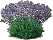 Plant - Cleveland Sage