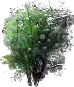 Plant - Laciniata Black Elder