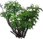 Plant - Sambucus simpsonii