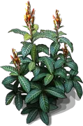 Plant - Sanchezia speciosa