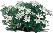 Plant - Bloodroot