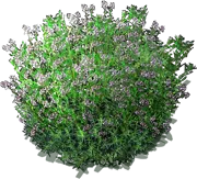 Plant - Savory