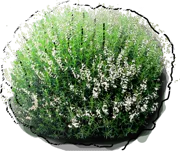 Plant - Satureja montana