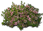 Plant - Fairy Fan Flower \u0027Whirlwind Pink\u0027