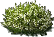 Plant - Fairy Fan Flower \u0027Whirlwind® White Improved\u0027