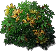 Plant - Umbrella Plant