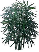 Plant - False aralia