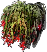 Plant - Schlumbergera Buckley