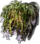 Plant - Schlumbergera Buckley