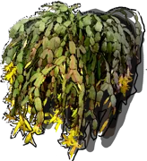Plant - Schlumbergera Buckley