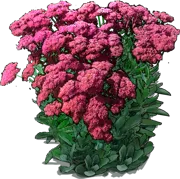 Plant - Autumn Stonecrop