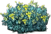 Plant - Stonecrop