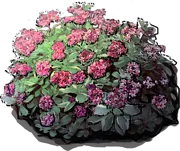 Plant - Sedum spurium \u0027Variegata\u0027